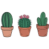Three Cacti in Terracotta Pots