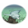Dolphin in coastal waters