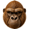 Coconut Gorilla | Strong animal motif