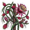 Pitaya Creeper in Bloom - Botanical Drawing