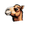 Camel Sayings Camels Funny Camels Gift