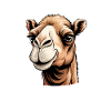 Camel Sayings Camels Funny Camels Gift