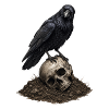 Raven. Crâne. 2