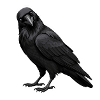 Corbeau