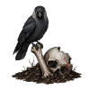 Jackdaw . Skull