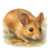 Souris style aquarelle par artdee