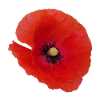 Vibrant_Red_Poppy_Flower