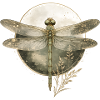 Libelle Libellule Nature