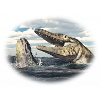 Prehistoric Tylosaurus on the hunt
