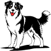 Australian Shepherd black and white