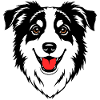 Australian Shepherd Head Black and White
