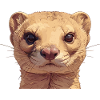 Mongoose's Mongoose