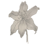 Elegant Lily Drawing - Pencil Sketch