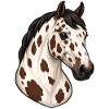 Elegantes Appaloosa-Pferdeporträt