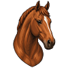 Portrait de cheval alezan