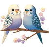 Budgies
