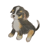 Cute Bernese Mountain Dog Puppy Drawing
