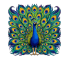 Peacock Dance in Teal
