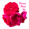 Dream_Plan_Do_multi-petaled_magenta-red_roses