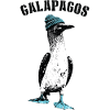 Funny seabird blue-footed booby with cap
