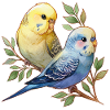 Budgies