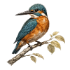 European kingfisher (Alcedo atthis)