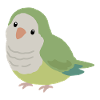 Cute Quaker Parrot Green Bird