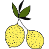 Hand Drawn Lemon Duo