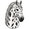 Pferdeporträt, Knabstrupper Leopard