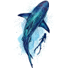 Tiger shark & diver