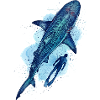 Tiger Shark & Diver