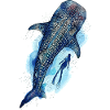 Géant requin-baleines et plongeur