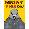 Angry Pigeon
