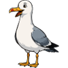 Seagull Cartoon Illustration