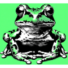 frog