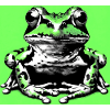 grenouille