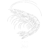 TTT Shrimp