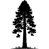 Riesige Sekvoia-Baum