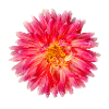 Vibrant_Pink_Dahlia_Flower_Wall_Art_Print