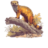 Mongoose's Mongoose