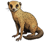 Mongoose's Mongoose