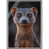 Mongoose's Mongoose
