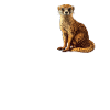 Mongoose's Mongoose