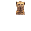 Mongoose's Mongoose