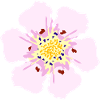 Fleurs Pastel Délicates