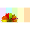 Bunte Regenbogen-Sonnenblume – Pastellstreifen-Aesthet