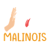 Belgian Malinois
