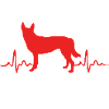 Belgian Malinois