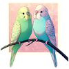 Budgies