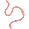 earthworm